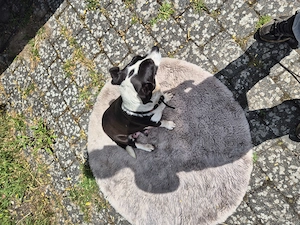 jack russel mini jogshier terrier mix 
