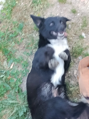 Dackel kroatische Schäferhund Hündinnen aus Kroatien ausreisebereit nach Adoption 