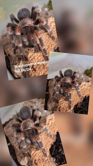 Brachypela auratum NZ 06 24 Vogelspinne 