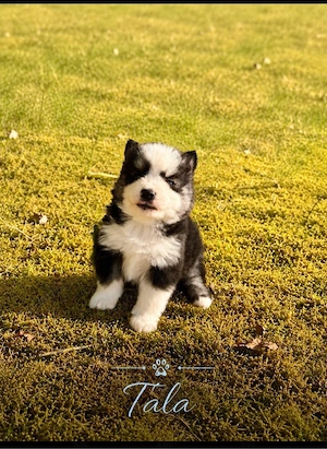 Pomsky Welpen Bild 4