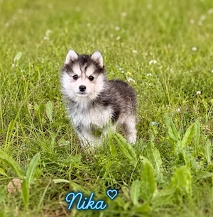 Pomsky Welpen Bild 2