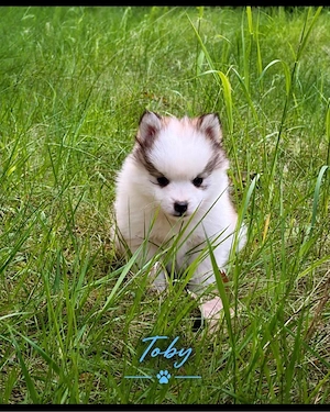 Pomsky Welpen