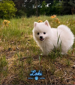Pomsky Welpen Bild 3