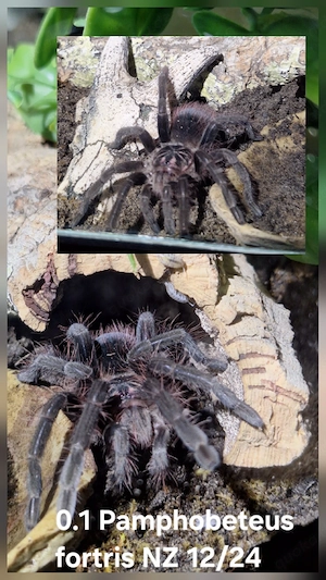 0.1 Pamphobeteus fortris NZ 12 24 Vogelspinne 