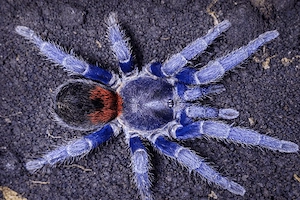 Antikuna sp.  Herradura  