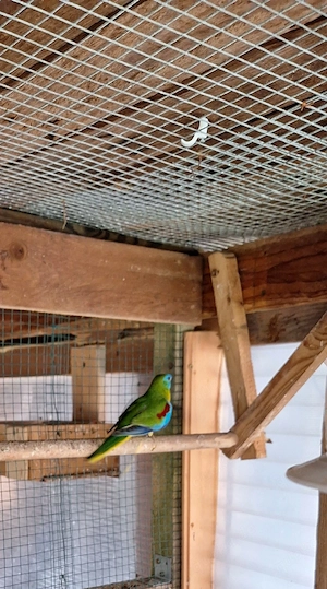 Schönsittich Bild 2