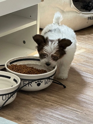 Biewer Yorkshire Terrier  Bild 5