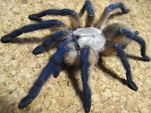 Monocentropus balfouri   Zu verkaufen