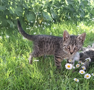 Junger Kater sucht ein liebevolles neues Zuhause! 