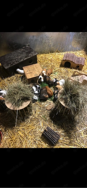 Urlaubsbetreuung für Hasen und Meerschweinchen