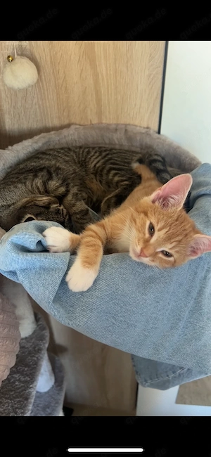 2 europäische kater 