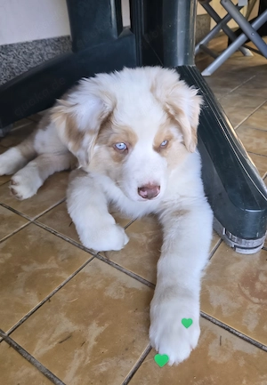 Kleiner Kuschelbär Australian Shepherd Rüde