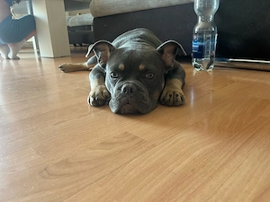 Alternativ Bulldogge Rüde 6 Monate 