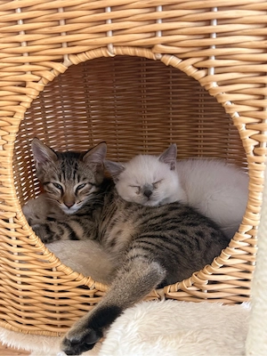 Bengal-Mix Kitten & BKH Kitten suchen liebevolles Zuhause   