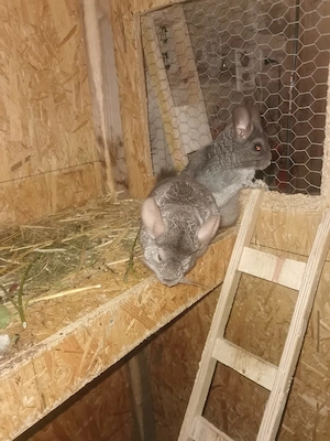 Chinchillas in liebevolle Hände Hände abzugeben  Bild 5