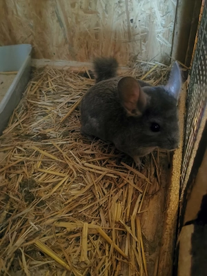 Chinchillas in liebevolle Hände Hände abzugeben  Bild 4
