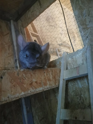 Chinchillas in liebevolle Hände Hände abzugeben  Bild 2