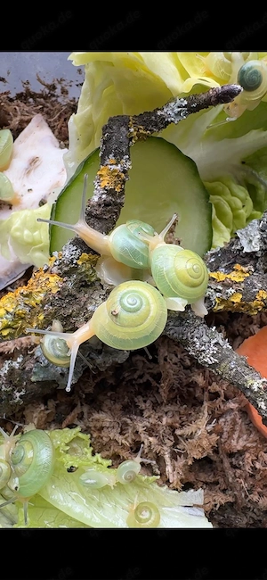Asperitas bimaensis indonesia (keine Achatschnecke) Bild 4