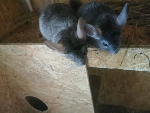 Chinchillas in liebevolle Hände Hände abzugeben  Bild 3