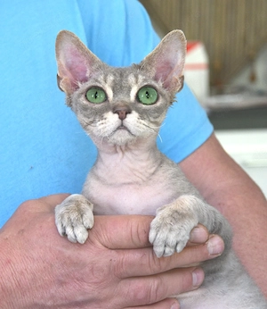Devon Rex Kater KNOPF , Abgabe gegen eine Vermittlungsgebühr.