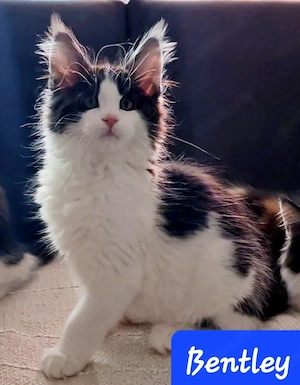XXXL Maine Coon Kitten 