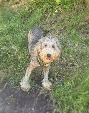 Lagotto Ramagnole Pudel Mix