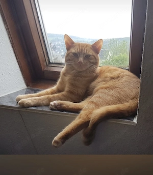 Kater sucht Spielgefährtin
