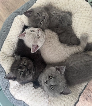 Wunderschöne BKH Kitten
