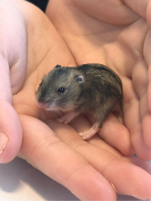 Süße Hamster suchen ein neues Zuhause!