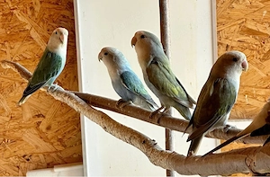 nestjunge Agaporniden Unzertrennlich Papageien abzugeben Bild 2
