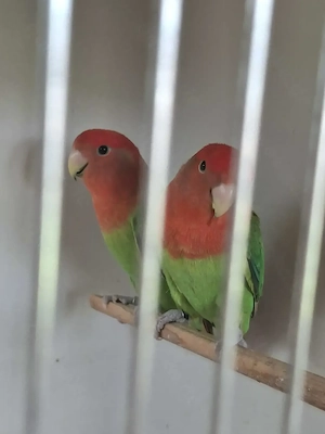 Suche 0,1 Roseicolli, oder gebe 2,0 ab Nz 22
