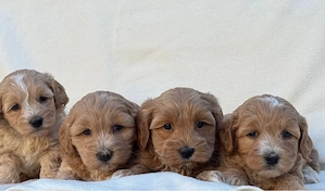 Maltipoo Welpen Weibchen 