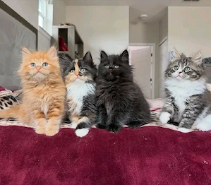 Maine coon Kätzchen
