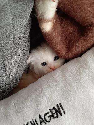 liebevolle mainconn kitten abzugeben 