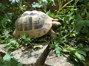  Weibliche Griechische Landschildkröte 
