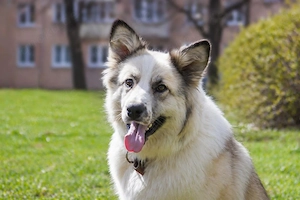 Sheila will liebe und Zuneigung