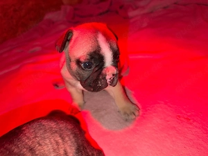 Französische Bulldoggen hündin 