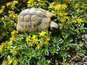 Rarität  Weibliche Gelbe Griechische Landschildkröte 