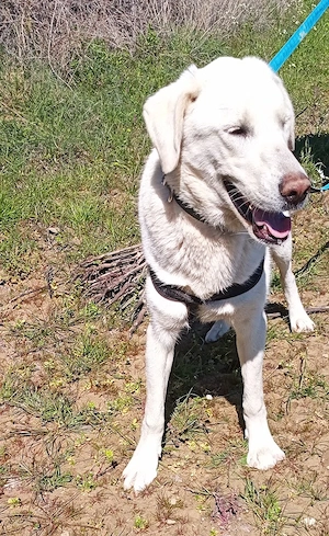 Lily - möchte so gerne bei Ihrer Familie ankommen Bild 2