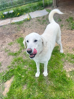 Lily - möchte so gerne bei Ihrer Familie ankommen Bild 4