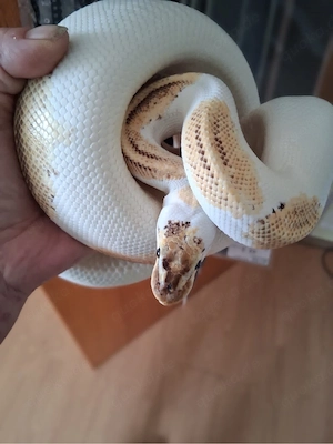 Pastel Enchi Special Pied
