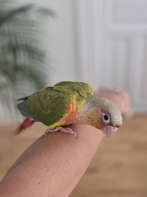 Zahmer handaufgezogener Grünwangenrotschwanzsittich Bild 3