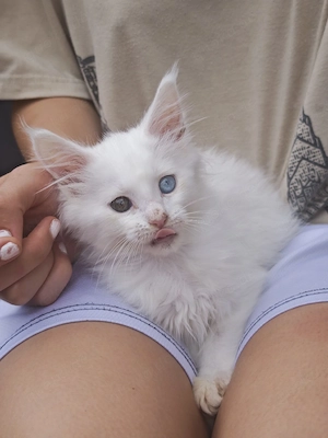 Mainecoon Kater (Baby)