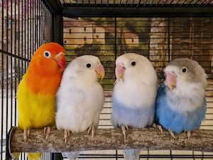 Pfirsichköpfchen 