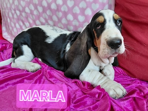 Basset Hound Welpen suchen ab sofort