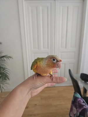 Zahmer handaufgezogener Grünwangenrotschwanzsittich Bild 5