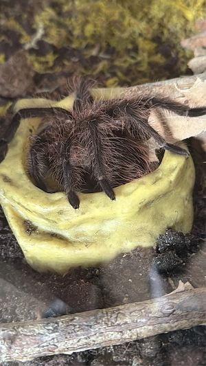 theraphosa blondi
