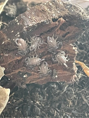 Tetratrichobothrius (Euscorpius) flavicaudis Skorpione Jungtiere 0.0.x