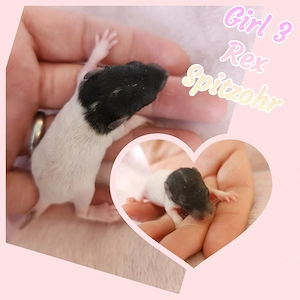 Ratten Babys super kinderlieb und zahm und sehr verkuschelt 