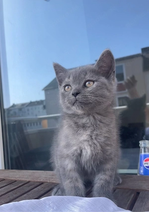 Zuckersüße BKH Kitten   nur noch 1 Mädchen (grau) & 3 Jungs frei! Bild 2